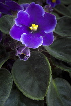 African violet, a Saintpaulia cultivar with purple flowers edged with white, around yellow tipped stamen, Graphic top view of one flower with buds and leaves, Rich deep colours.