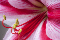 Amaryllis, Hippeastrum 'Gervase', Close view a single bold, striped flower, with deep magenta petals and white highlights, Long curled stamen and stigma, Against a graduated grey background.