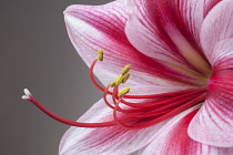Amaryllis, Hippeastrum 'Gervase', Close view a single bold, striped flower, with deep magenta petals and white highlights, Long curled stamen and stigma, Against a graduated grey background.