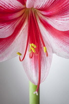 Amaryllis, Hippeastrum 'Gervase', Close view of one stem with bold, striped flowers, deep magenta petals and white highlights, Long curled stamen and stigma, Against a graduated white background.