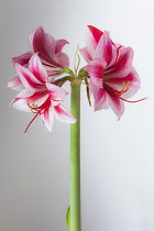 Amaryllis, Hippeastrum 'Gervase', One stem with bold, striped flowers, deep magenta petals and white highlights, Long curled stamen and stigma, Against a graduated white background.