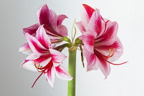 Amaryllis, Hippeastrum 'Gervase', One stem with bold, striped flowers, deep magenta petals and white highlights, Long curled stamen and stigma, Against a graduated white background.