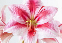 Amaryllis, Hippeastrum 'Gervase', Close view of one stem with bold, striped flowers, deep magenta petals and white highlights, Long curled stamen and stigma, Against a white background.