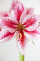 Amaryllis, Hippeastrum 'Gervase', Close view of one stem with bold, striped flowers, deep magenta petals and white highlights, Long curled stamen and stigma, Against a white background.