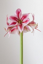 Amaryllis, Hippeastrum 'Gervase', One stem with striped flowers, deep magenta petals and white highlights, Long curled stamen and stigma, Against a graduated white background.