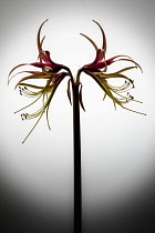 Amaryllis, Hippeastrum 'Chico', Side view of one stem with symmetrical flowers either side, having curled spikey pink and green petals with long curled stamen and extended stigma, Against a white back...