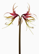 Amaryllis, Hippeastrum 'Chico', Side view of one stem with symmetrical flowers either side, having curled spikey pink and green petals with long curled stamen and extended stigma, Against a white back...