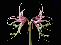 Amaryllis, Hippeastrum 'Chico', Side view of one stem with symmetrical flowers either side, having curled spikey pink and green petals with long curled stamen and extended stigma, Against a black back...