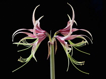 Amaryllis, Hippeastrum 'Chico', Side view of one stem with symmetrical flowers either side, having curled spikey pink and green petals with long curled stamen and extended stigma, Against a black back...