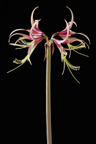 Amaryllis, Hippeastrum 'Chico', Side view of one stem with symmetrical flowers either side, having curled spikey pink and green petals with long curled stamen and extended stigma, Against a black back...