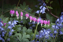 Bleeding heart, Lamprocapnos spectabilis, One stem of heart shaped flowers hanging gracefully above several stems of Spanish bluebell flowers, Hyacinthoides hispanica, Both are shade tolerant plants.