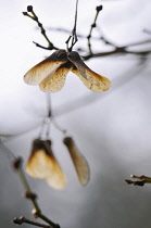 Field maple, Acer campestre, Close view of winged seeds on twigs in winter light.