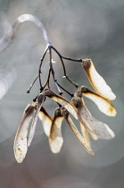 Maple, an Acer cultivar, Close view of winged seeds on twigs in winter light.