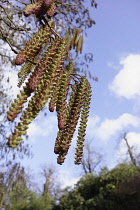 Alder, Alnus lanata, Close view from underneat of a cluster of catkins in the spring, against blue sky.