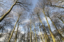 Beech, Fagus sylvatica, Low angle view of a woodland of tall, slender trees with bare branches against blue sky.
