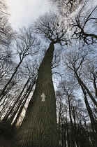 Beech, Fagus sylvatica, Low angle view of a woodland of tall, slender trees with bare branches against a twilight sky, One tree in centre with a white arrow pointing up painted on it.