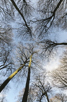Beech, Fagus sylvatica, Underneath view of a woodland of tall, slender trees with bare branches against blue sky.