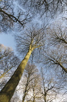 Beech, Fagus sylvatica, Underneath view of a woodland of tall, slender trees with bare branches against blue sky, The trunk of one tree reaching up to the centre.