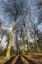 Beech, Fagus sylvatica, Low angle view of a woodland of tall, slender trees with bare branches against blue sky, Long shadows across the ground.