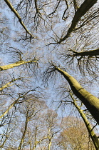Beech, Fagus sylvatica, Underneath wide angle view of a woodland of tall, slender trees with bare branches against blue sky.