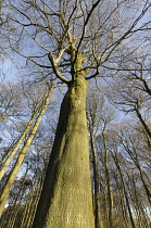 Beech, Fagus sylvatica, Low angle view of a woodland of tall, slender trees with bare branches against blue sky, he trunk of one tree reaching up to the centre.