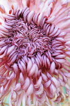 Chrysanthemum cultivar, Close cropped view of one shaggy pink flower with masses of inward curled petals, with turquiose behind.