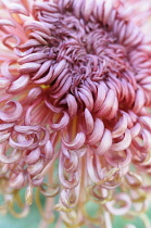 Chrysanthemum cultivar, Close cropped view of one shaggy pink flower with masses of inward curled petals, with turquiose behind.