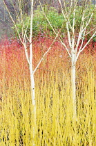 Birch, Himalayan birch, Betula utilis var, jacquemontii, 2 small trees in a bed of bare orange and yellow shrub  Dogwood, Cornus sanguinea 'Anny's Winter Orange'.