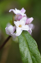 Daphne bholua 'Jacqueline postill', Close view of a cluster of flowers and a leaf with raindrops.