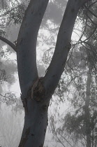 Eucalyptus, Tree trunk and leaves  in mist.