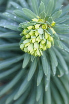 Mediterranean spurge, Euphorbia characias wulfenii, Top close view of unfurling flowerhead over a whorl of grey green leaves.