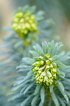 Mediterranean spurge, Euphorbia characias wulfenii, Top close view of 2 unfurling flowerheads over whorls of grey green leaves,