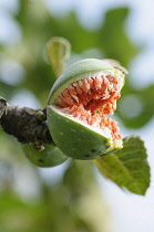 Common fig, Ficus carica, Close view of one fruit growing on a twig, It is split open revealing red fleshy inside, Comical and a bit ghoullish effect.