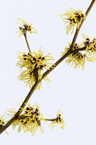 Witch hazel, Hamamelis x intermedia 'Pallida', A branch of shaggy long thin petalled yellow flowers against a white backgound.