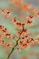Witch hazel, Hamamelis x intermedia 'magic fire', A twig covered with pale red flowers with their long thin shaggy petals.