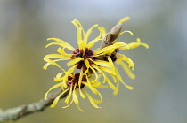 Witch hazel, Hamamelis x intermedia 'Pallida', Close view of a twig bearing shaggy long thin petalled yellow flowers .