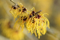 Witch hazel, Hamamelis x intermedia 'Vesna', Close view of a cluster of yellow flowers with their long thin shaggy petals.