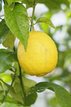 Lemon, Citrus limon, Lemon growing on a branch with leaves covered with raindrops.