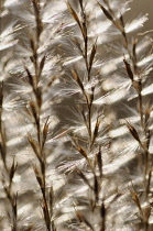 Eulalia grass, Miscanthus sinensis 'Kleine Silberspinne', Close abstract pattern of fronds bearing fluffy seeds, backlit.