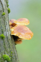 Orange mycena, Mycena leaiana growing out of an angled tree trunk with moss.