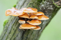 Orange mycena, Mycena leaiana growing out of an angled tree trunk with moss.