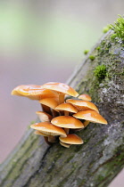 Orange mycena, Mycena leaiana growing out of an angled tree trunk with moss.