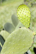 Prickly pear cactus, Opuntia cochenillifera, Side view of older leaf with newer fresh leaf growing from it.