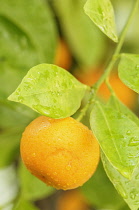 Calamondin, Citrus madurensis, Fruit growing with leaves covered in raindrops.