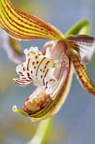 Orchid, Cymbidium tracyanum, Close cropped view of the mouth and tongue of this striped orange orchid.