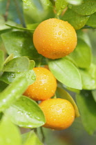 Calamondin, Citrus madurensis, Fruit growing with leaves covered in raindrops.