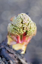 Rhubarb, Rheum rhabarbarum, New grouth emerging from grey surroundungs, with the leaves compressed and looking similar to a brain.