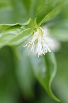 Sweet box, Sarcococca confusa, Close cropped view of the scented white flowers and glossy leaves.