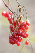 Birchleaf Viburnum, Viburnum betulifolium, Close view of clusters of bright red berries.