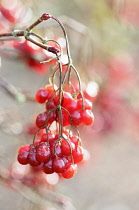 Birchleaf Viburnum, Viburnum betulifolium, Close view of clusters of bright red berries.